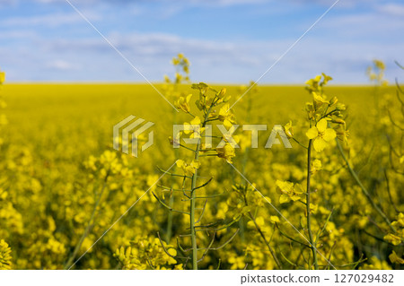 Fields filled with vibrant yellow rapeseed flowers showcase nature's beauty on a clear day, highlighting agricultural growth and vitality Fields filled with vibrant yellow rapeseed flowers showcase nature's beauty on a clear day, highlighting agricultural growth and vitality 127029482