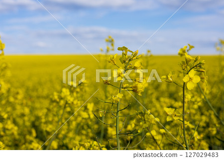 Vibrant canola flowers stretch across a large field, showcasing nature's beauty under a clear blue sky during spring 127029483