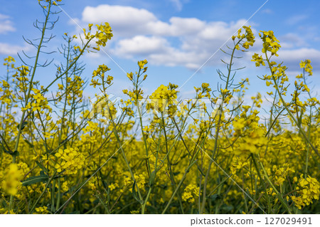 Golden canola flowers stretch towards the sky in a lively field, showcasing the beauty of nature during the spring growth season 127029491