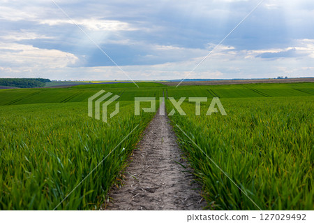 A pathway winds through lush green wheat sprouts that flourish in the winter field, illuminated by gentle sunlight and open skies A pathway winds through lush green wheat sprouts that flourish in the winter field, illuminated by gentle sunlight and open skies 127029492