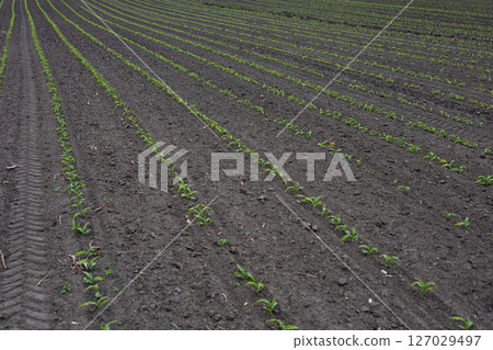 Young maize plants emerge from the earth in straight rows, signifying the beginning of a new growing season in a rural setting 127029497
