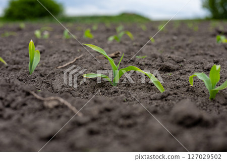 Corn seedlings are breaking through the rich soil in a rural area, highlighting the early stages of their growth amidst a tranquil landscape 127029502