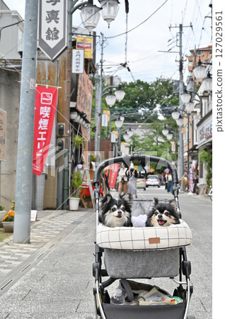 Walking with my dog in Koedo Kawagoe (Kawagoe City, Saitama Prefecture) Chihuahua 127029561