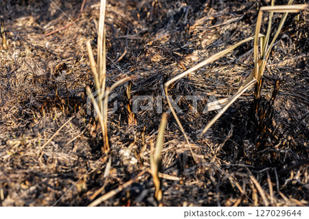 New green growth appears amid scorched earth, showcasing nature's resilience following a recent wildfire in a barren field 127029644