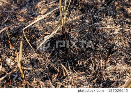 Charred landscape reveals blackened soil and burnt grass after a wildfire swept through the region, highlighting the environmental impact 127029645