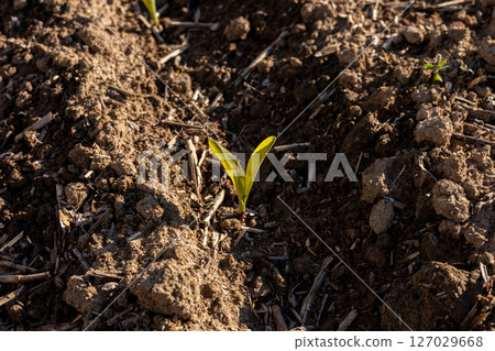 A small corn sprout breaks through rich soil in a rural field, highlighting the early stages of growth during the planting season 127029668