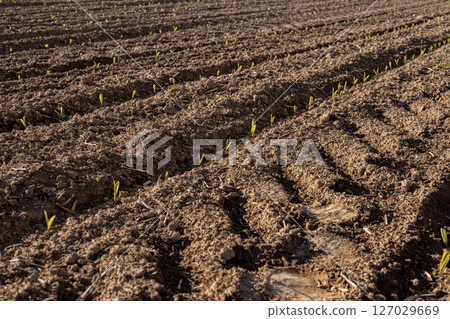 Green corn sprouts break through the surface of moist soil in a rural field, signaling the start of a new growing season 127029669