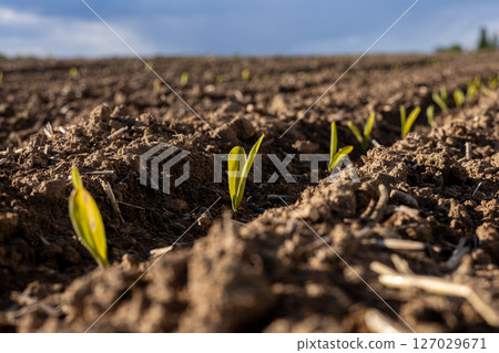 Newly sprouted corn plants grow in neat rows, showcasing vibrant green leaves rising from moist earth on a rural farm 127029671