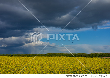 Golden canola flowers fill the landscape, thriving amid changing weather with dark clouds and clear blue patches overhead Golden canola flowers fill the landscape, thriving amid changing weather with dark clouds and clear blue patches overhead 127029674