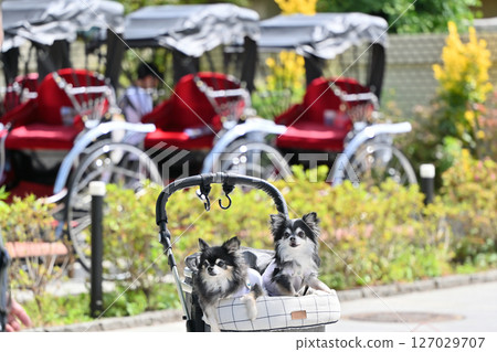 帶著狗狗在小江戶川越（埼玉縣川越市）散步 吉娃娃 127029707