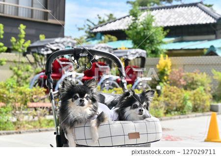 帶著狗狗在小江戶川越(埼玉縣川越市)散步 吉娃娃 帶著狗狗在小江戶川越(埼玉縣川越市)散步 吉娃娃 127029711