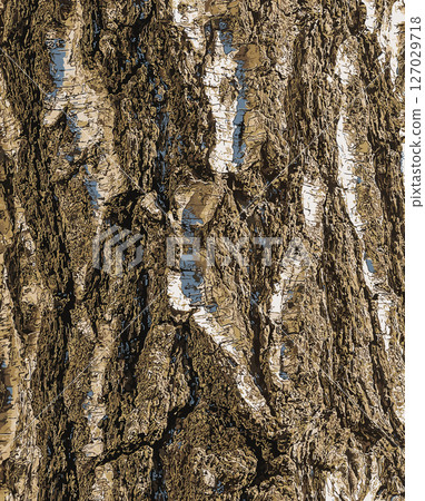 Vector illustration of Birch bark texture. The texture of the birch bark. Birch bark background. Birch tree trunk, Betula pendula 127029718