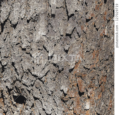 Vector illustration of bark details of a Catalpa tree - Latin name - Catalpa bignonioides Vector illustration of bark details of a Catalpa tree - Latin name - Catalpa bignonioides 127029719
