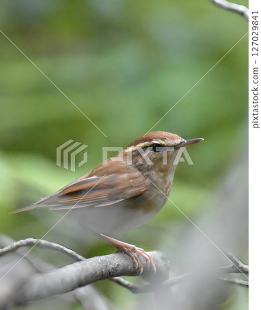 A bush cricket perched on a branch 127029841