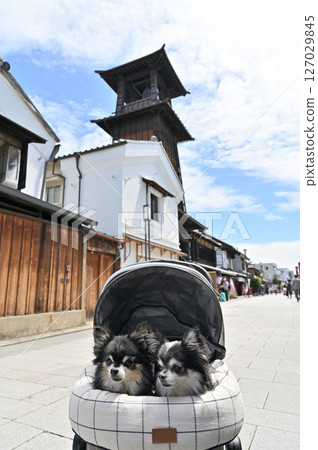 吉娃娃與時光之鐘:與愛犬在小江戶川越散步(埼玉縣川越市) 吉娃娃與時光之鐘:與愛犬在小江戶川越散步(埼玉縣川越市) 127029845