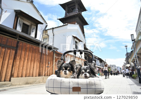 Chihuahua and the Bell of Time: Walking with my dog in Koedo Kawagoe (Kawagoe City, Saitama Prefecture) Chihuahua and the Bell of Time: Walking with my dog in Koedo Kawagoe (Kawagoe City, Saitama Prefecture) 127029850