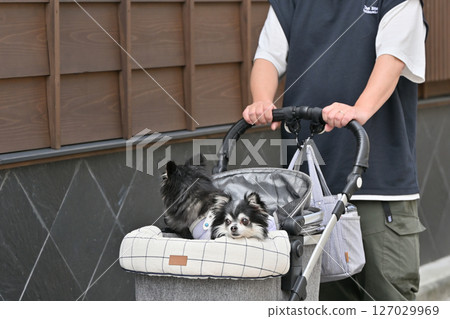 A man walking his dog in Koedo Kawagoe (Kawagoe City, Saitama Prefecture) Chihuahua A man walking his dog in Koedo Kawagoe (Kawagoe City, Saitama Prefecture) Chihuahua 127029969