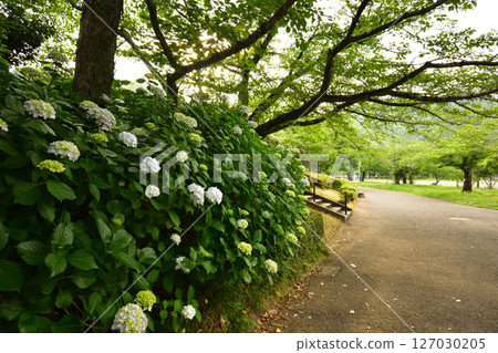 Hydrangea (Johoku Park, Shizuoka City) 250607pm5:00 Hydrangea (Johoku Park, Shizuoka City) 250607pm5:00 127030205