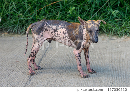 Stray dog with crusted sarcoptic mange near grass 127030210