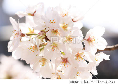 Cherry blossoms of Kintai Bridge 8662 Cherry blossoms of Kintai Bridge 8662 127030234