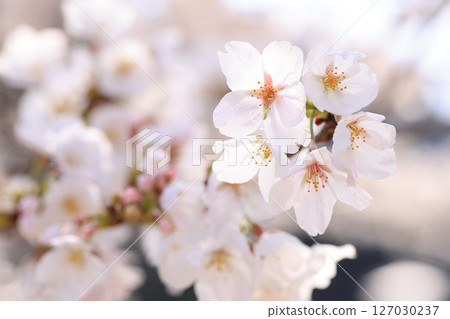 Cherry blossoms of Kintai Bridge 8671 127030237