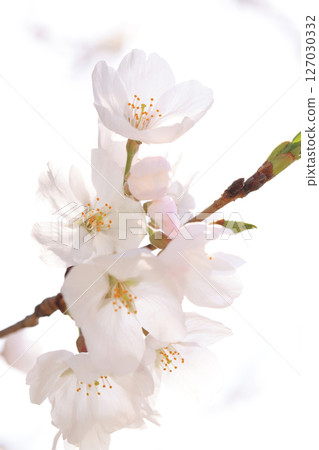 錦帶橋櫻花8567 127030332