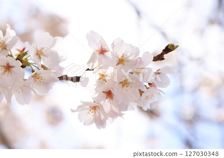 錦帶橋櫻花8609 錦帶橋櫻花8609 127030348