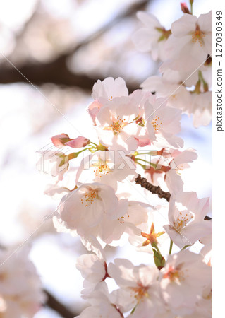 錦帶橋櫻花8612 127030349