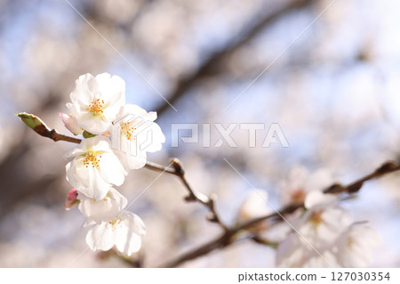 錦帶橋櫻花8625 錦帶橋櫻花8625 127030354