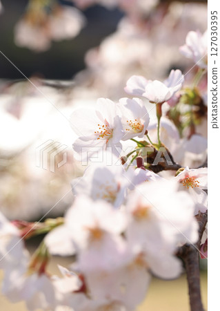 錦帶橋櫻花8468 錦帶橋櫻花8468 127030395
