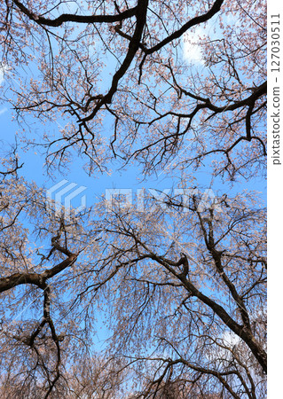 Tokusa weeping cherry tree 9159 Tokusa weeping cherry tree 9159 127030511