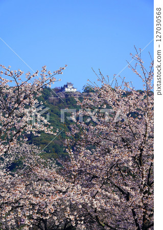岩國城櫻花 2414 127030568