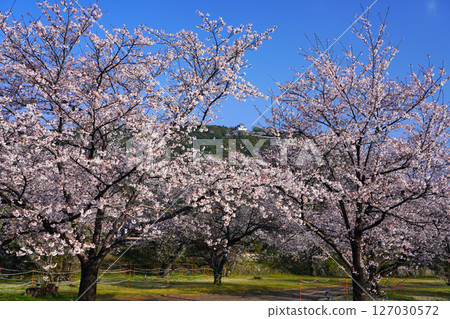 岩國城櫻花 2441 岩國城櫻花 2441 127030572