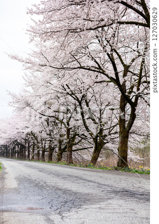 [Natsui's Senbonzakura] Endless rows of cherry blossom trees in full bloom 127030629
