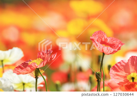 罌粟花 9620 127030644