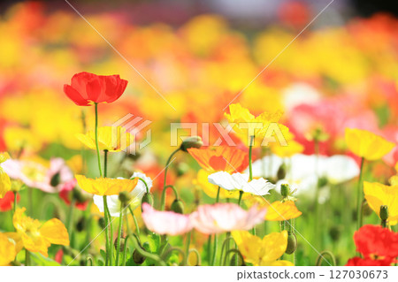 Poppy 9697 Poppy 9697 127030673