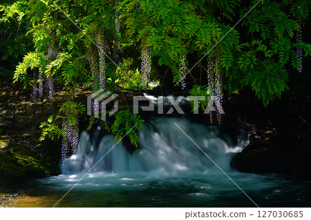 Ikkanno Wisteria 4203 127030685