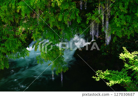 Ikkano Wisteria 4232 Ikkano Wisteria 4232 127030687