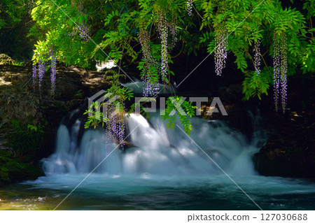 Ikkanno Wisteria 4291 127030688