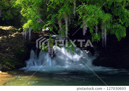 Wisteria of Ikkanno 1027 Wisteria of Ikkanno 1027 127030693