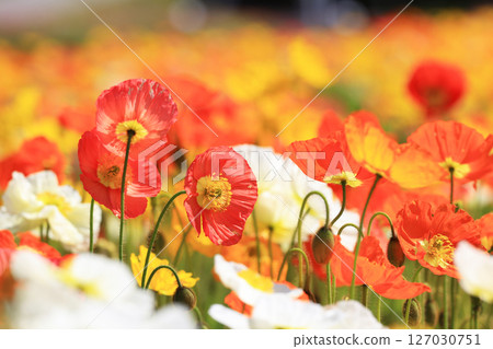 Poppy 9602 Poppy 9602 127030751