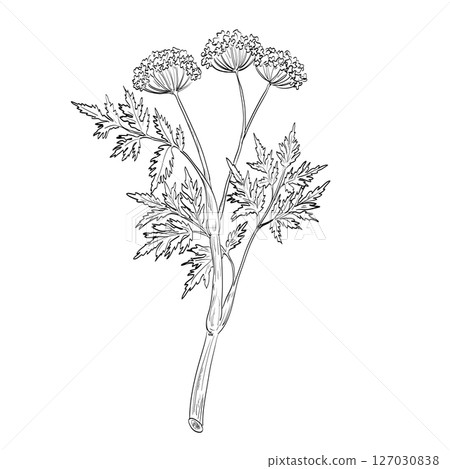 Myrrhis Odorata Cicely Garden Myrrh Sweet Chervil Flowering Plant Myrrhis Odorata Cicely Garden Myrrh Sweet Chervil Flowering Plant 127030838