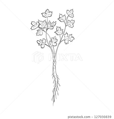 Coriander Coriandrum Sativum or Cilantro Flowering Plant Drawing 127030839
