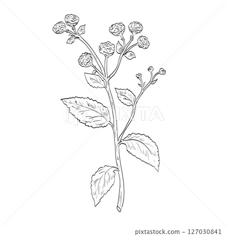 Tanacetum Balsamita Costmary or Alecost Flowering Plant Drawing Tanacetum Balsamita Costmary or Alecost Flowering Plant Drawing 127030841