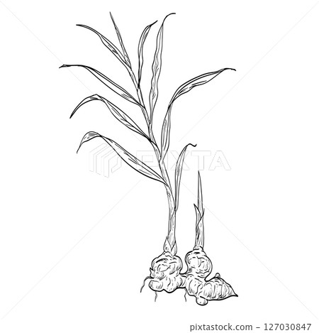 Ginger or Zingiber Officinale Herb Spice Flowering Plant Drawing 127030847