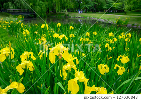 中島公園的黃色鳶尾花_0377 127030848