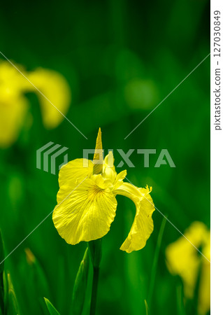 中島公園的黃色菖蒲_0440 中島公園的黃色菖蒲_0440 127030849