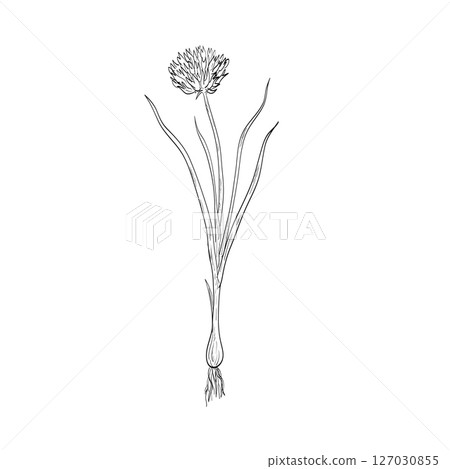 Chives or Allium Schoenoprasum Flowering Plant Drawing Chives or Allium Schoenoprasum Flowering Plant Drawing 127030855