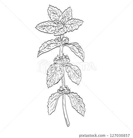 Marrubium Vulgare or White Horehound Herb Spice Flowering Plant 127030857