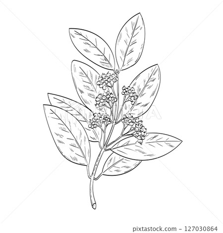 Allspice or Jamaica Pepper Pimenta Dioica Plant Drawing 127030864